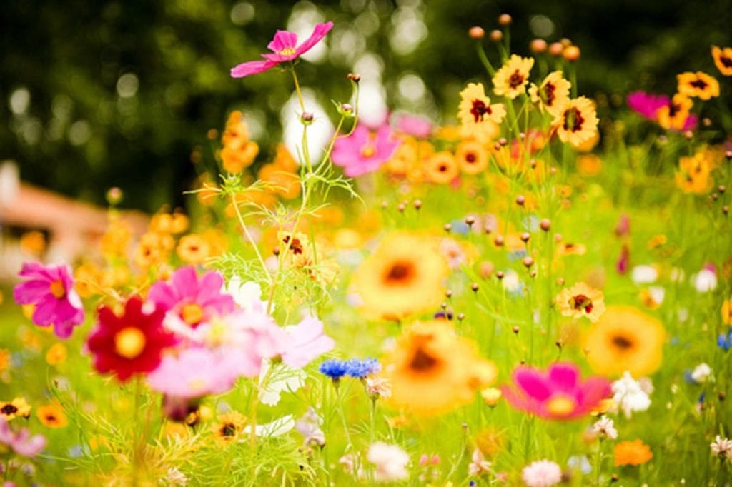 mooie bloemen